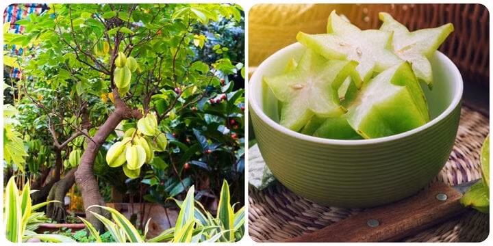 Cây khế chua làm thuốc rất tốt