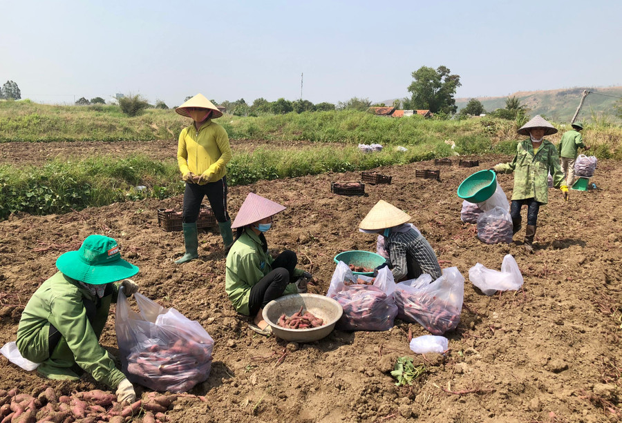 Người dân thu hoạch khoai lang được trồng trên diện tích đất lúa kém hiệu quả ở xã Chư A Thai, huyện Phú Thiện. Ảnh: L.N Người dân thu hoạch khoai lang được trồng trên diện tích đất lúa kém hiệu quả ở xã Chư A Thai, huyện Phú Thiện. Ảnh: L.N
