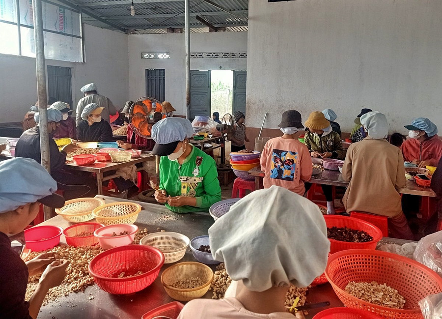 Tổ bóc tách hạt điều của phụ nữ làng Mơ Nú. Ảnh: M.C Tổ bóc tách hạt điều của phụ nữ làng Mơ Nú. Ảnh: M.C