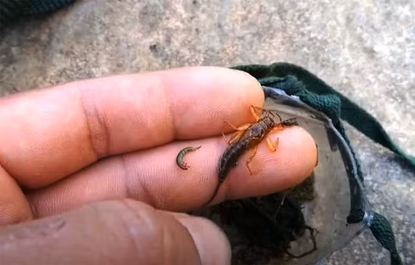 Sâu kén và sâu ước lương.