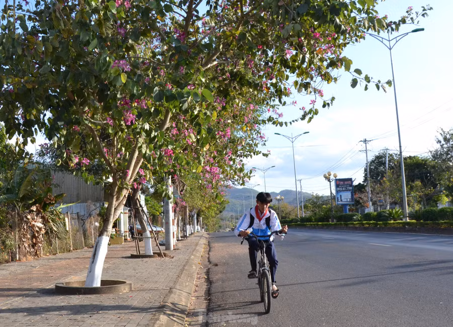 Chiều chiều các em học sinh về nhà trên con đường rực sắc hoa. Chiều chiều các em học sinh về nhà trên con đường rực sắc hoa.