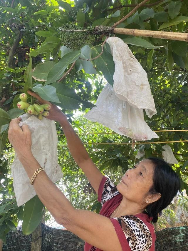 Bà Năm Hồng chăm sóc vườn cây trái ở quê nhà Tiền Giang Bà Năm Hồng chăm sóc vườn cây trái ở quê nhà Tiền Giang