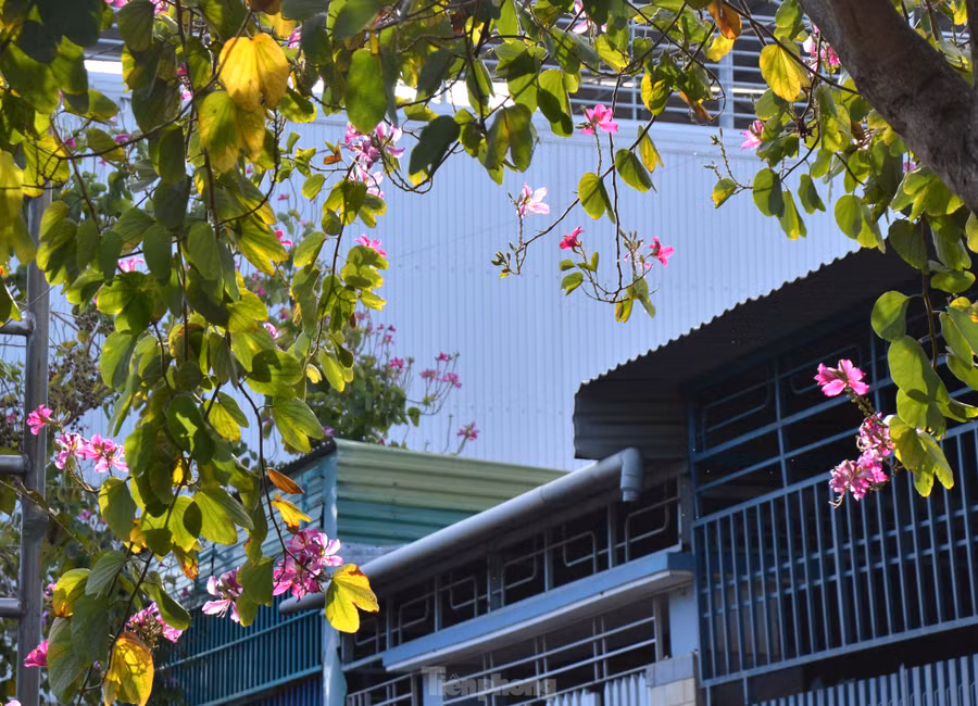 Sắc hoa bên hiên nhà Sắc hoa bên hiên nhà