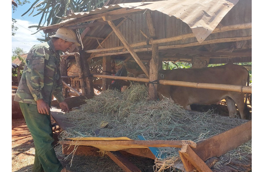 Ông Brui (làng Đê Ktu, thị trấn Kon Dơng) bổ sung thức ăn cho đàn bò để tăng sức đề kháng. Ảnh: N.D Ông Brui (làng Đê Ktu, thị trấn Kon Dơng) bổ sung thức ăn cho đàn bò để tăng sức đề kháng. Ảnh: N.D