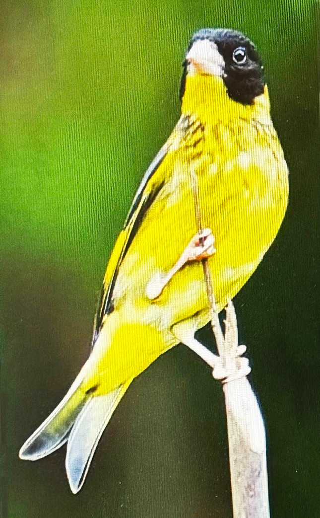 Sẻ thông họng vàng. Sẻ thông họng vàng.