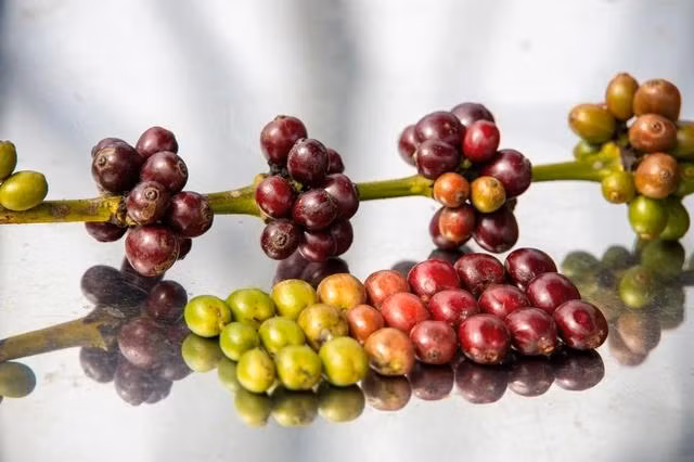 Giá cà phê Việt Nam đang tiến tới mốc 90.000 đồng/kg Giá cà phê Việt Nam đang tiến tới mốc 90.000 đồng/kg