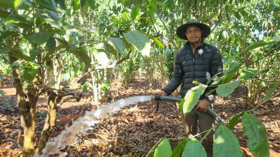 Thời tiết nắng nóng, bà con thường xuyên vệ sinh vườn cây cà phê nhằm hạn chế bệnh rệp sáp lây lan. Ảnh: H.P Thời tiết nắng nóng, bà con thường xuyên vệ sinh vườn cây cà phê nhằm hạn chế bệnh rệp sáp lây lan. Ảnh: H.P