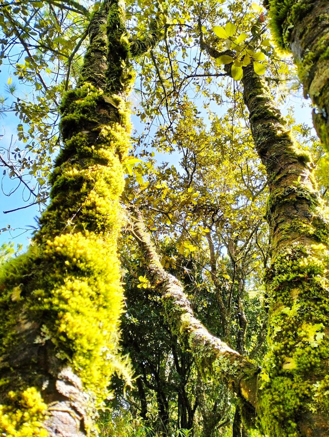 Rừng rêu Hòn Giao. Rừng rêu Hòn Giao.