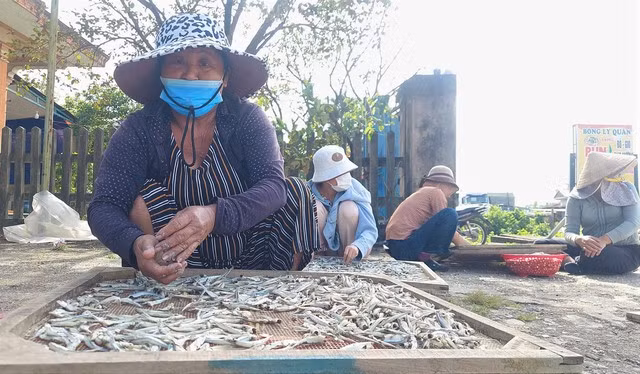 Nghề hấp sấy cá ở Gio Việt giải quyết công ăn việc làm cho nhiều phụ nữ địa phương