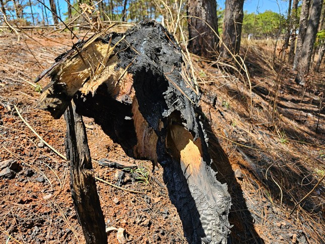 Một cây thông to vừa bị ngã Một cây thông to vừa bị ngã