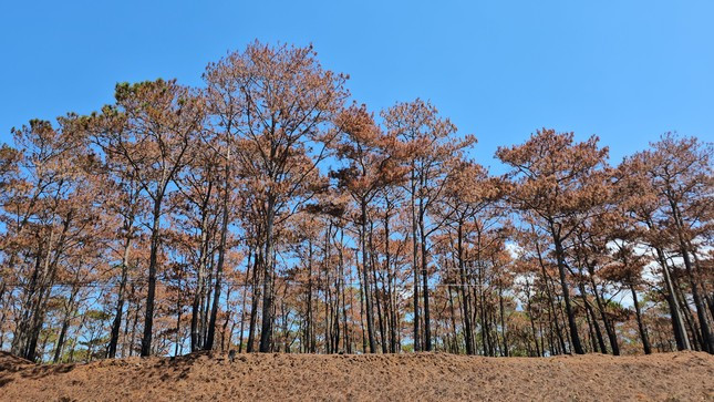 Hình ảnh rừng thông sau khi được "làm sạch" bằng cách đốt thực bì Hình ảnh rừng thông sau khi được "làm sạch" bằng cách đốt thực bì