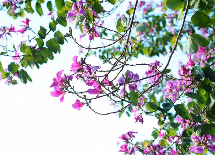 Hoa ban tím không có hương, mỗi bông hoa đều có 4-5 cánh, nhuỵ hoa màu hồng, gân hoa màu trắng tím. Hoa ban tím không có hương, mỗi bông hoa đều có 4-5 cánh, nhuỵ hoa màu hồng, gân hoa màu trắng tím.