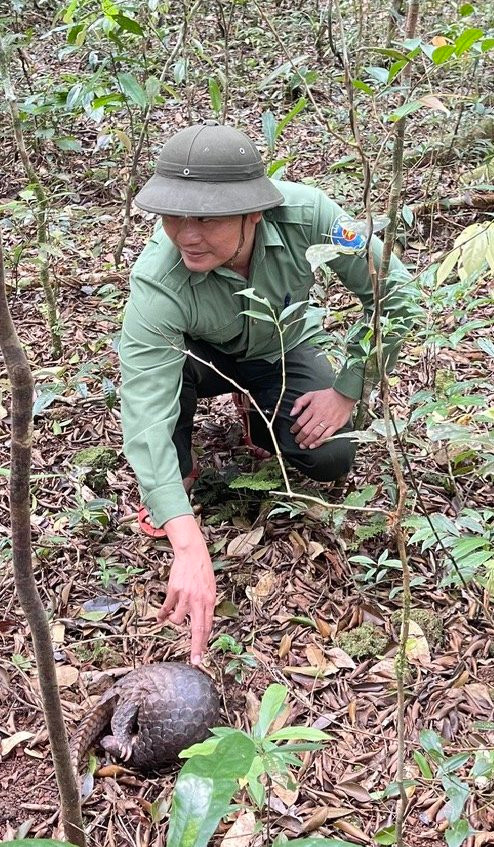 Tê tê vàng được thả về rừng trong tình trạng khỏe mạnh Tê tê vàng được thả về rừng trong tình trạng khỏe mạnh