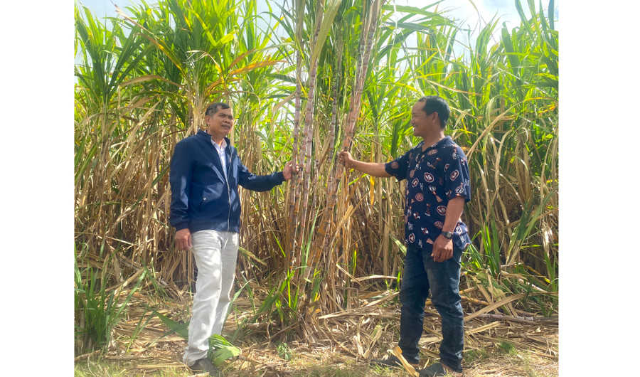 Nhờ thay đổi cách làm, mô hình trồng mía của gia đình ông Đinh Rânh (bìa phải, làng Tpôn, xã Chơ Long) đạt hiệu quả cao. Ảnh: A.P