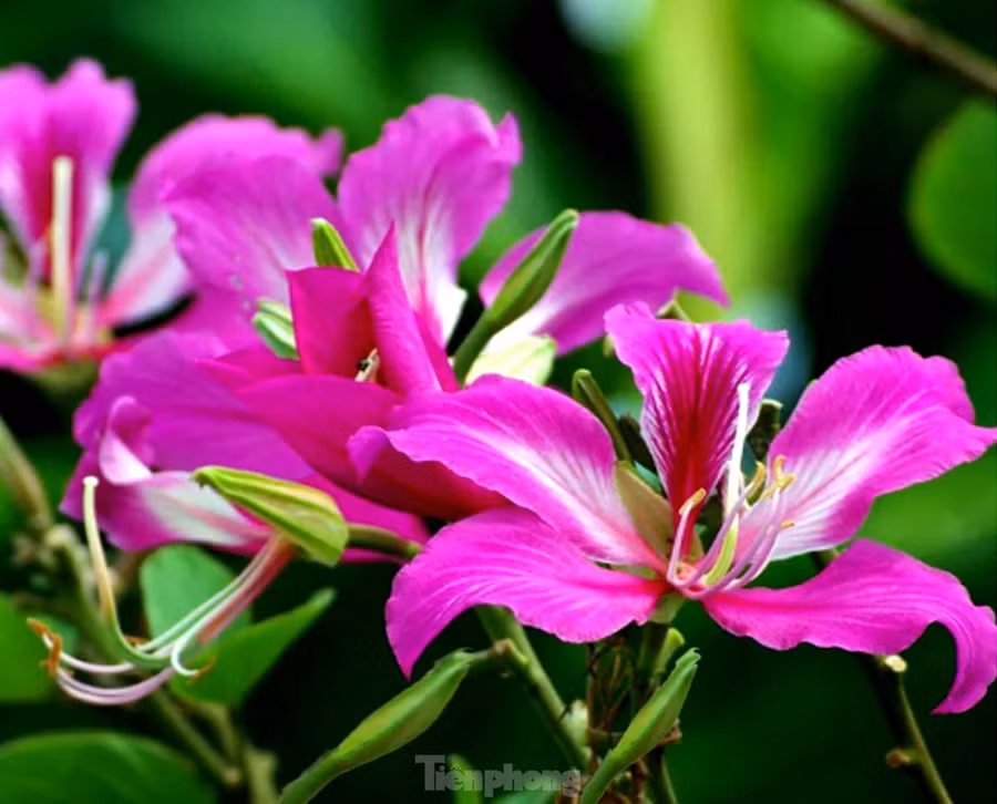 “Tôi khá bất ngờ khi thấy hoa ban nở rực ở Kon Tum. Vì tôi được biết loài hoa này phát triển rất mạnh ở các tỉnh miền núi phía Bắc. Khi thấy hoa nở rực, không chỉ tôi mà cả đoàn ai nấy cũng ồ lên”, anh Hưng, du khách đến từ Hà Nội chia sẻ.