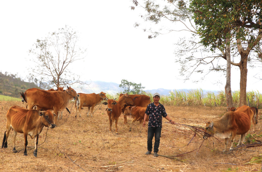 Ông Đinh Rânh (làng Tpôn, xã Chơ Long, huyện Kông Chro) chăm sóc đàn bò. Ảnh: An Phát