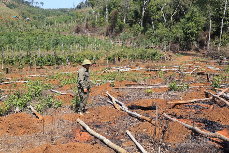 Phá rừng tại lâm phần của Công ty TNHH MTV Lâm nghiệp Quảng Sơn giảm mạnh dịp cao điểm đầu năm