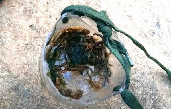 Mồi câu cá sỉnh của cần thủ. Mồi câu cá sỉnh của cần thủ.