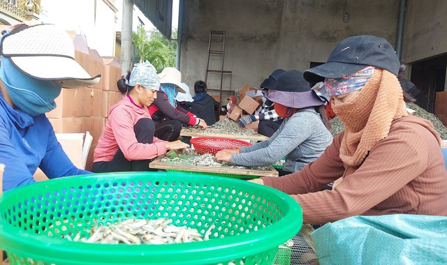 Chọn lựa cá duội thành phẩm để đóng gói, xuất ra thị trường Chọn lựa cá duội thành phẩm để đóng gói, xuất ra thị trường