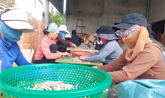 Chọn lựa cá duội thành phẩm để đóng gói, xuất ra thị trường