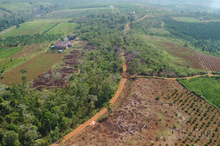 Phá rừng ở Đắk Nông đã giảm sâu nhưng vẫn cần đề phòng, nhất là các địa bàn phức tạp Phá rừng ở Đắk Nông đã giảm sâu nhưng vẫn cần đề phòng, nhất là các địa bàn phức tạp