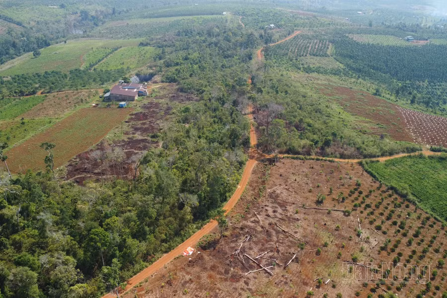 Phá rừng ở Đắk Nông đã giảm sâu nhưng vẫn cần đề phòng, nhất là các địa bàn phức tạp