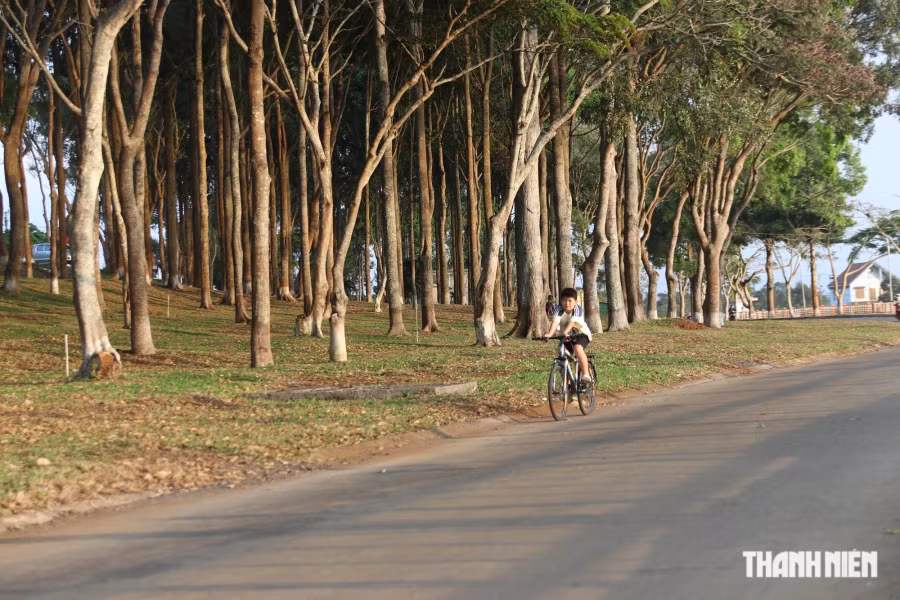 Dọc bên hồ là những hàng cây xanh mướt