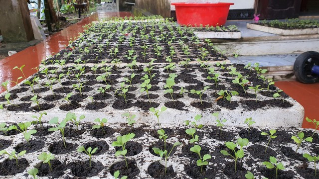 Chàng trai sửa điện thoại làm giàu từ trồng rau trên ống nhựa - Ảnh 3. Hạt giống được ươm khoảng 1 tuần sau đó tách ra, cho vào các ống nhựa. Ảnh: BÁ CƯỜNG