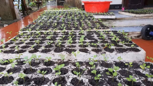 Chàng trai sửa điện thoại làm giàu từ trồng rau trên ống nhựa - Ảnh 3. Hạt giống được ươm khoảng 1 tuần sau đó tách ra, cho vào các ống nhựa. Ảnh: BÁ CƯỜNG