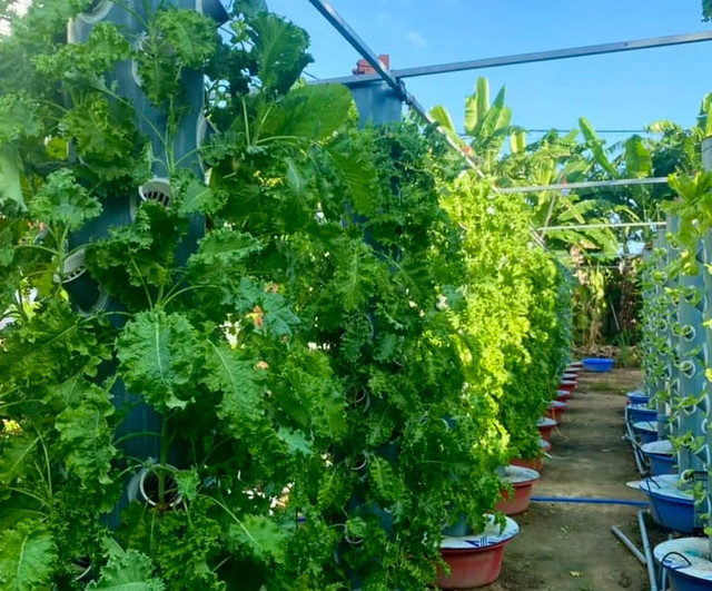 Chàng trai sửa điện thoại làm giàu từ trồng rau trên ống nhựa - Ảnh 2. Anh Trọng ứng dụng thành công kỹ thuật trồng rau khí canh tại địa phương. Ảnh: BÁ CƯỜNG