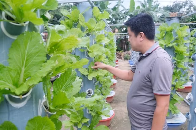Chàng trai sửa điện thoại làm giàu từ trồng rau trên ống nhựa - Ảnh 1. Vườn rau khí canh của anh Trọng. Ảnh: BÁ CƯỜNG