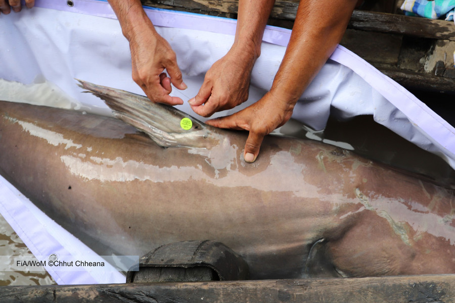 Con cá khổng lồ được gắn thiết bị theo dõi trước khi được thả về tự nhiên. Nguồn: Wonders of the Mekong