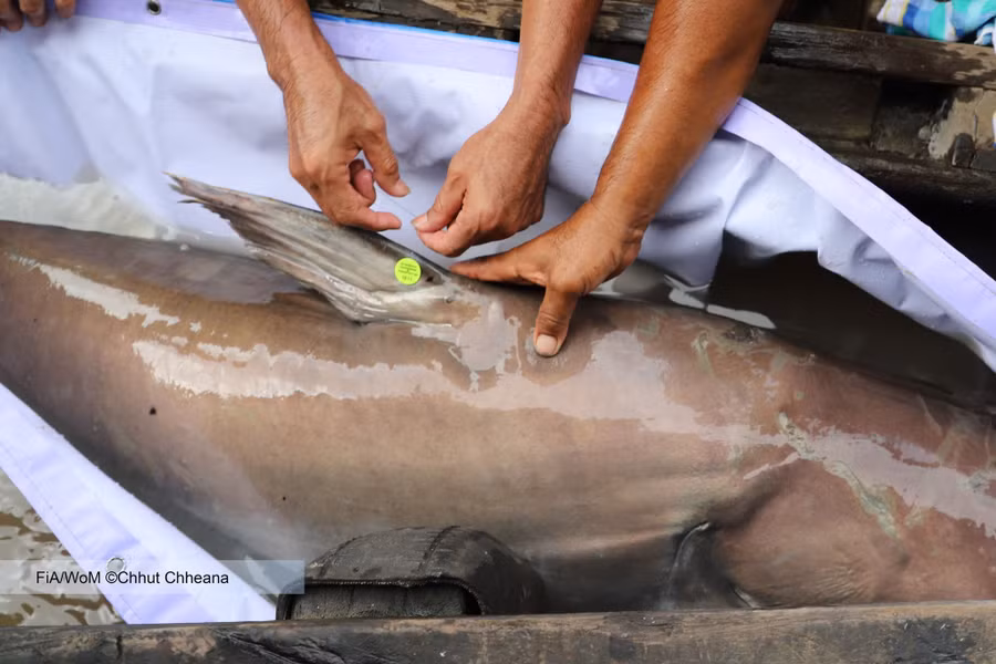 Con cá khổng lồ được gắn thiết bị theo dõi trước khi được thả về tự nhiên. Nguồn: Wonders of the Mekong