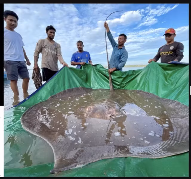 Năm 2022, những con cá đuối nước ngọt khổng lồ được thả về tự nhiên đã trở thành sự kiện truyền thông và thu hút sự quan tâm của nhiều cơ quan báo chí lớn trên thế giới. Đây là con cá nặng 182kg. Nguồn: Wonders of the Mekong