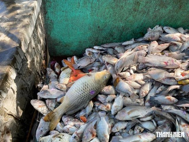 Nhiều con cá chết có kích thước lớn Nhiều con cá chết có kích thước lớn