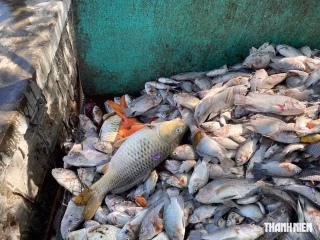 Nhiều con cá chết có kích thước lớn