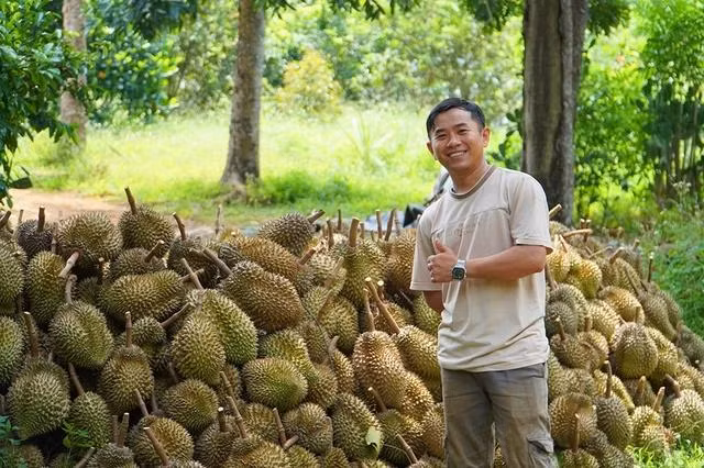 Mùa thu hoạch sầu riêng đầu tiên của anh Lư