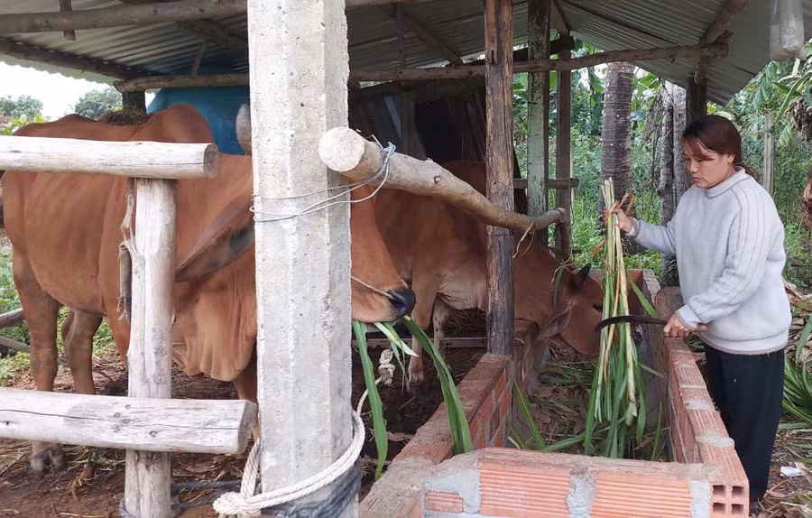 Người dân xã Cửu An (thị xã An Khê) chăm sóc bò sinh sản được hỗ trợ từ Chương trình MTQG giảm nghèo bền vững. Ảnh: Nguyễn Diệp