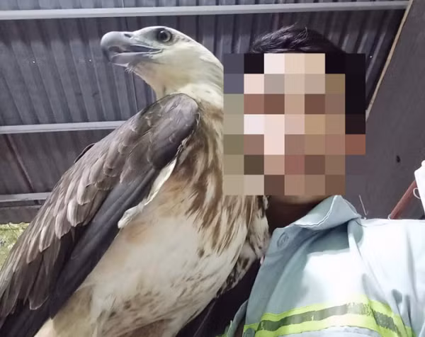 Chim săn mồi thường được mang đi giao lưu khắp các vùng miền.