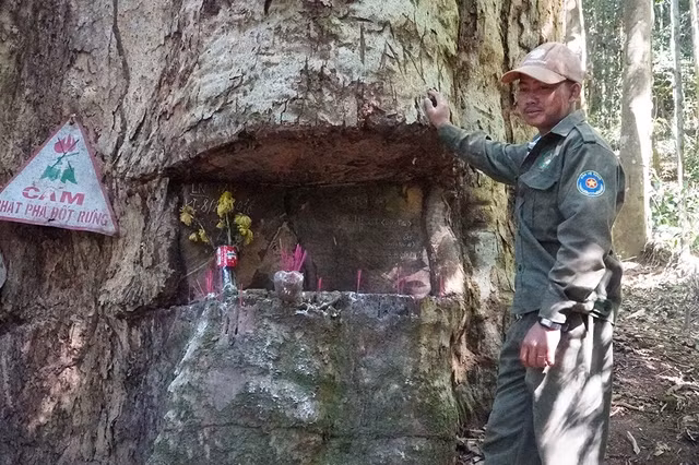 Anh A Thái bên cây sao cát cổ thụ bị lâm tặc cưa hụt