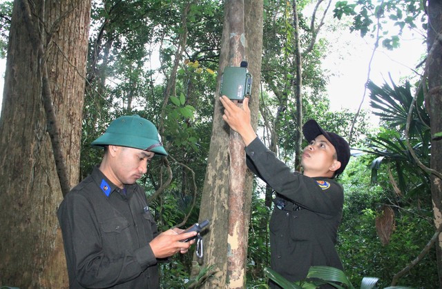 Lắp đặt máy ghi âm thu tiếng hú của vượn Siki Lắp đặt máy ghi âm thu tiếng hú của vượn Siki