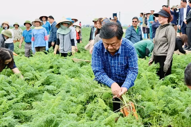 Bộ trưởng Lê Minh Hoan cùng nông dân Hải Dương thu hoạch cà rốt