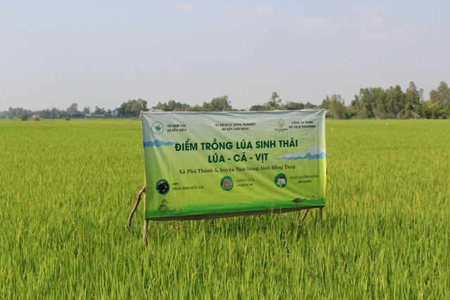 Mô hình trồng lúa sinh thái của Tổ hợp tác Quyết Tiến Mô hình trồng lúa sinh thái của Tổ hợp tác Quyết Tiến