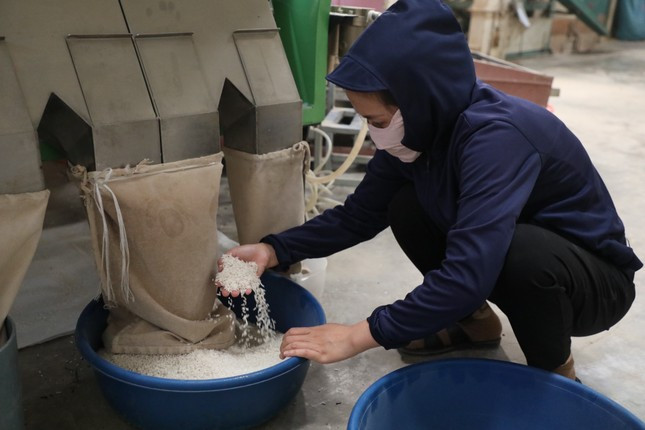 Gạo Điện Biên đạt chuẩn OCOP 3 sao Gạo Điện Biên đạt chuẩn OCOP 3 sao