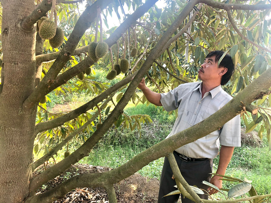 Ông Hoàng Văn Trọn (làng Hrang, xã Ia Kriêng) chăm sóc sầu riêng. Ảnh: Lê Nam Ông Hoàng Văn Trọn (làng Hrang, xã Ia Kriêng) chăm sóc sầu riêng. Ảnh: Lê Nam