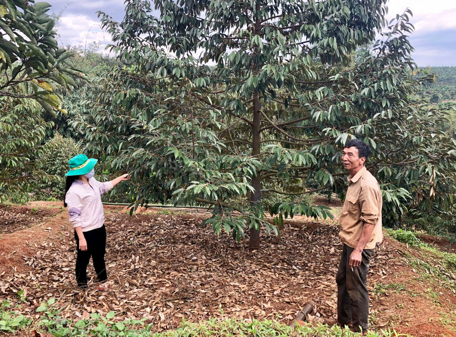 Huyện Đức Cơ hiện có hơn 300 ha sầu riêng. Ảnh: Lê Nam