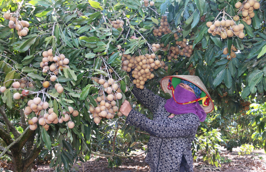 Vườn nhãn của gia đình chị Vũ Thị Thủy (thôn 9, xã Yang Trung, huyện Kông Chro) vụ này cho thu hoạch hơn 28 tấn quả. Ảnh: Nguyễn Quang Vườn nhãn của gia đình chị Vũ Thị Thủy (thôn 9, xã Yang Trung, huyện Kông Chro) vụ này cho thu hoạch hơn 28 tấn quả. Ảnh: Nguyễn Quang