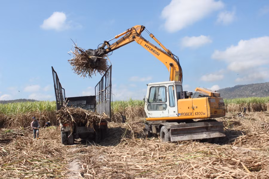 Cơ giới hóa trong thu hoạch mía tại huyện Phú Thiện. Ảnh: Nguyễn Diệp