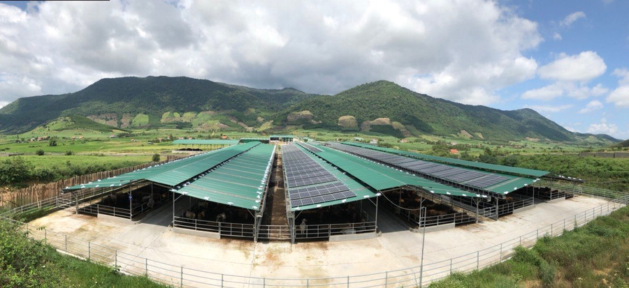 Trang trại bò thịt của Công ty Diên Hồng ở xã Tơ Tung, huyện Kbang. Ảnh: Thảo Nguyên