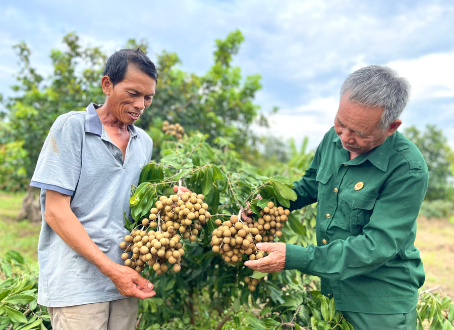 Ông Phạm Văn Vượt (bìa trái, thôn 5, xã Ia Tô) mong muốn Hợp tác xã Dịch vụ nông nghiệp Ia Tô kết nối tiêu thụ sản phẩm ổn định cho các thành viên. Ảnh: Minh Phương Ông Phạm Văn Vượt (bìa trái, thôn 5, xã Ia Tô) mong muốn Hợp tác xã Dịch vụ nông nghiệp Ia Tô kết nối tiêu thụ sản phẩm ổn định cho các thành viên. Ảnh: Minh Phương